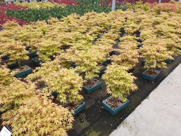 <h4>Acer palmatum katsura, pot 25cm.</h4>