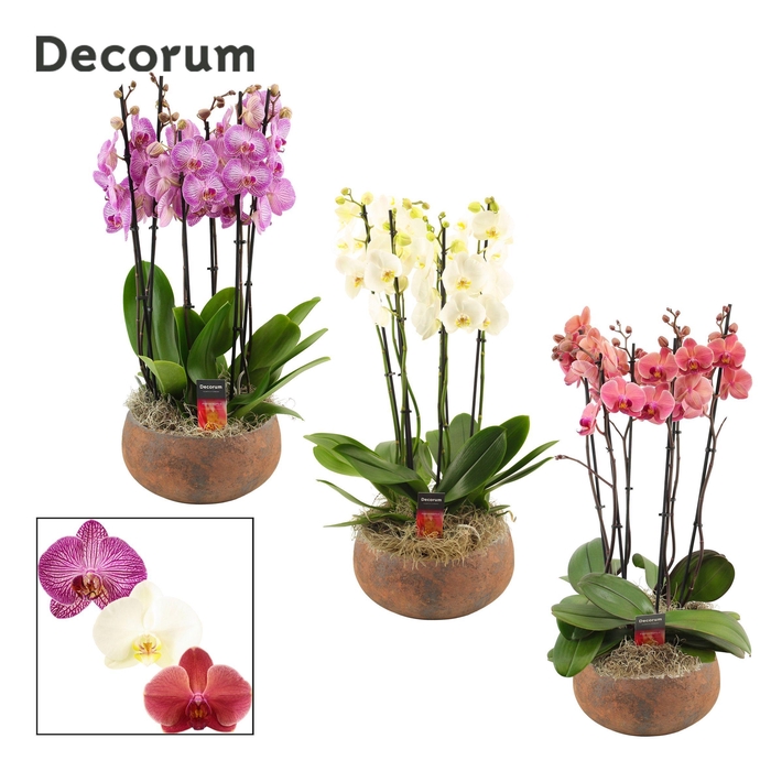 <h4>Yara 6 tak symphony mix (Deco-collection)</h4>