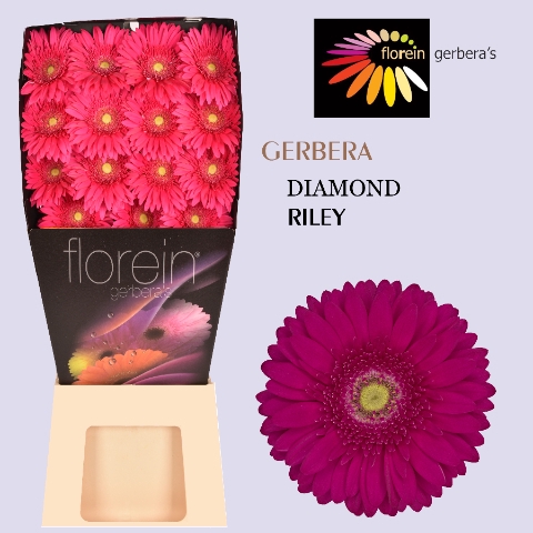 <h4>Gerbera Riley Diamond</h4>