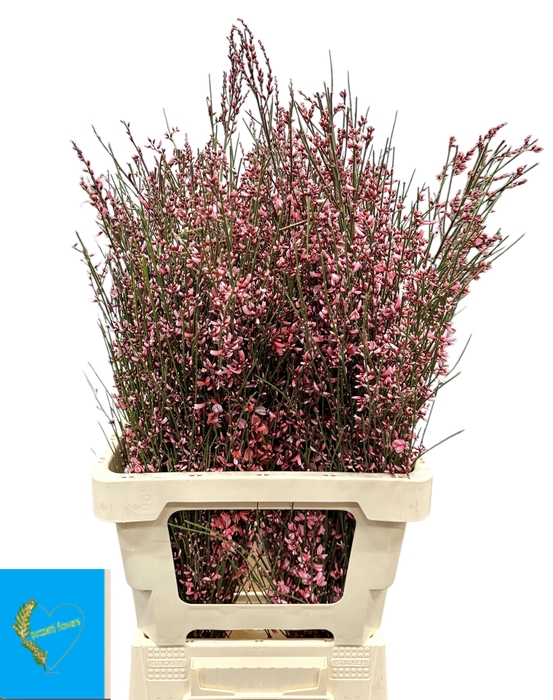 <h4>Genista Klb Bs H%</h4>