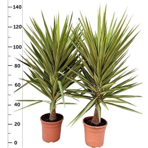 Yucca Jewel