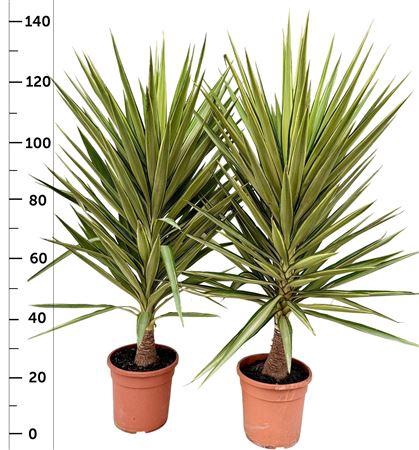 <h4>Yucca Jewel</h4>
