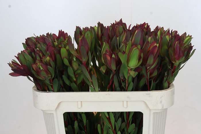 <h4>Leucadendron Senorita</h4>