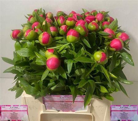 <h4>Paeo L Flame X50</h4>