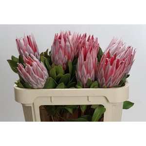 Protea Cynaroides