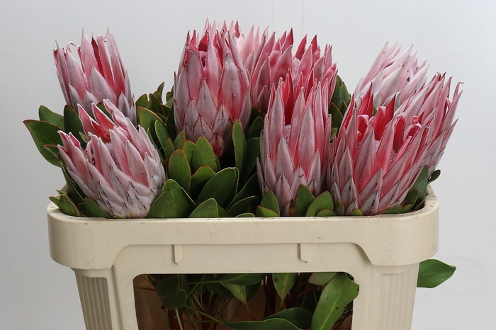 <h4>Protea Cynaroides</h4>