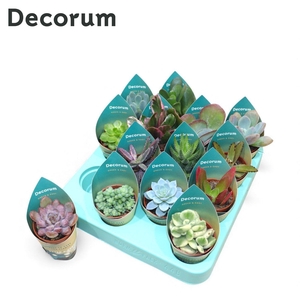 Green&Easy® Succulent mix