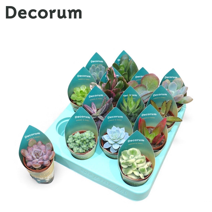 <h4>Succulent Mix Green & Easy (Decorum)</h4>
