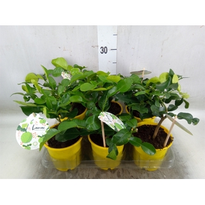 Citrus hystrix