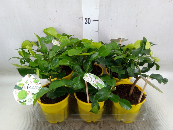 <h4>Citrus hystrix</h4>