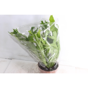 ASPLENIUM CRISSIE P17