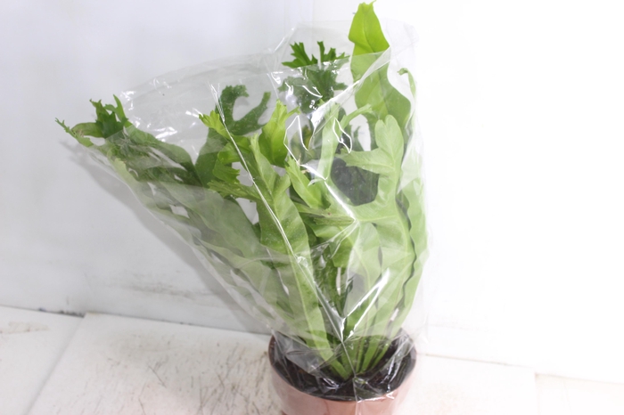 <h4>ASPLENIUM CRISSIE P17</h4>