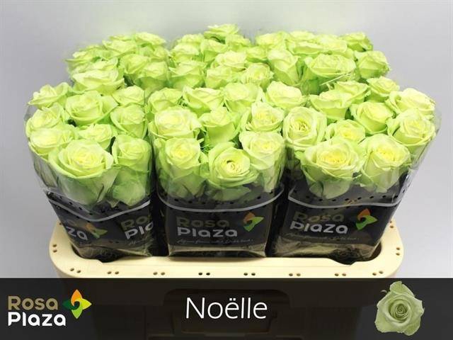 <h4>R Gr Noelle!</h4>