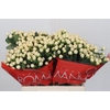 Hypericum Cool Romance