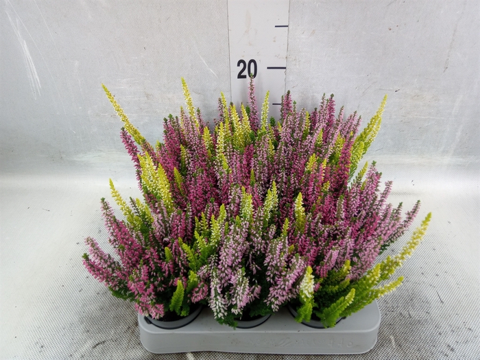 <h4>Calluna vulg. 'Beauty L'  ..mix 3/p</h4>