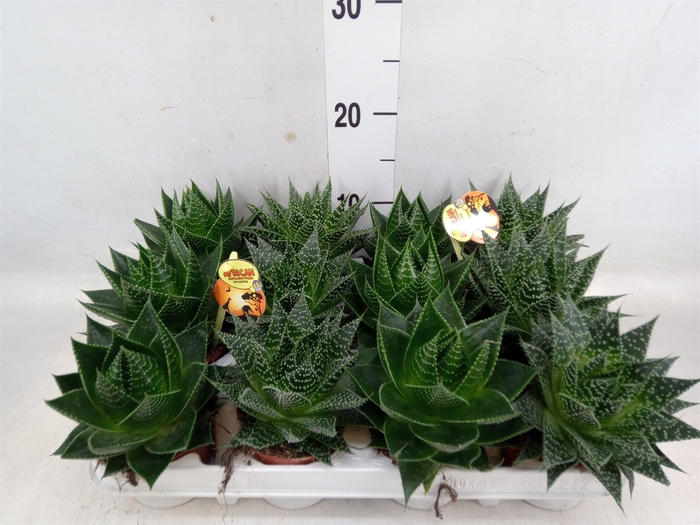 <h4>Gasteria</h4>