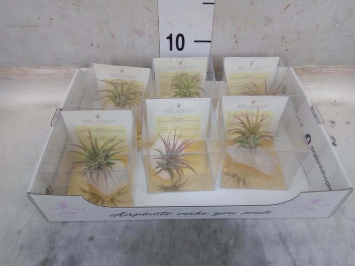 <h4>Tillandsia</h4>