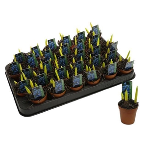 BULB SCILLA BLUE P5