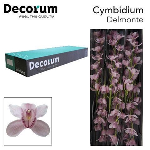 CYMB T DELMONTE Decorum 60cm.