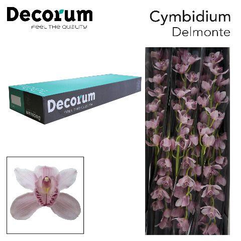 <h4>CYMB T DELMONTE Decorum 80cm.</h4>