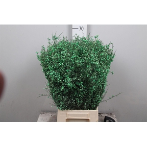 Genista Green (400gr)