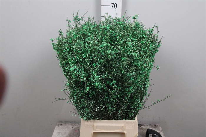 <h4>Genista Green (400gr)</h4>