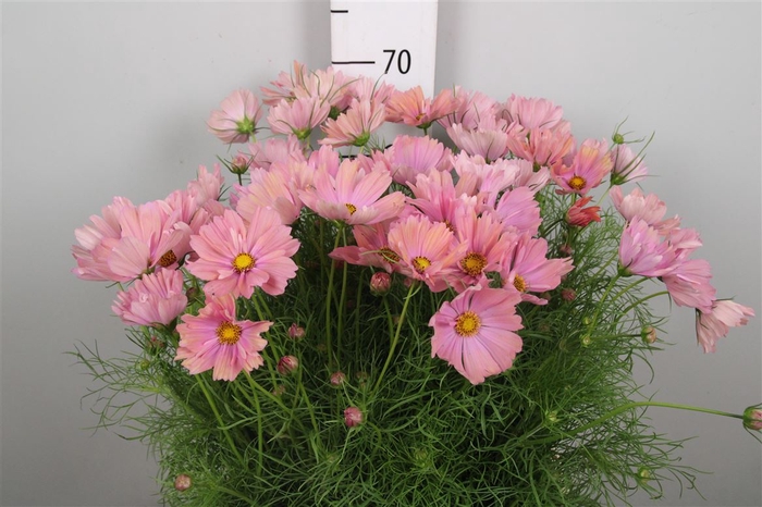 <h4>Cosmos Bipin Salmon</h4>
