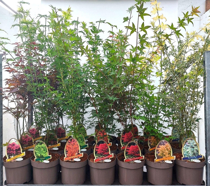 <h4>Acer palmatum</h4>