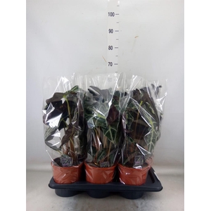 Alocasia amazonica 'Polly'