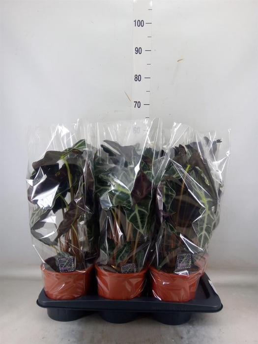 <h4>Alocasia amazonica 'Polly'</h4>