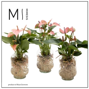 Mimesis Anthurium KARMA Pink Mix - Aqua di Karma Chicago S