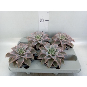 Echeveria   ...