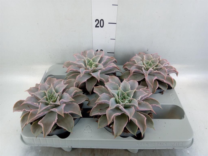 <h4>Echeveria   ...</h4>
