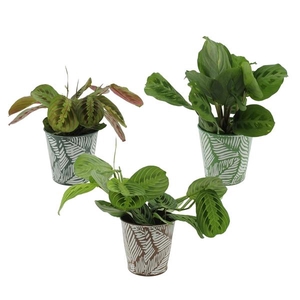 Maranta leuconeura overig