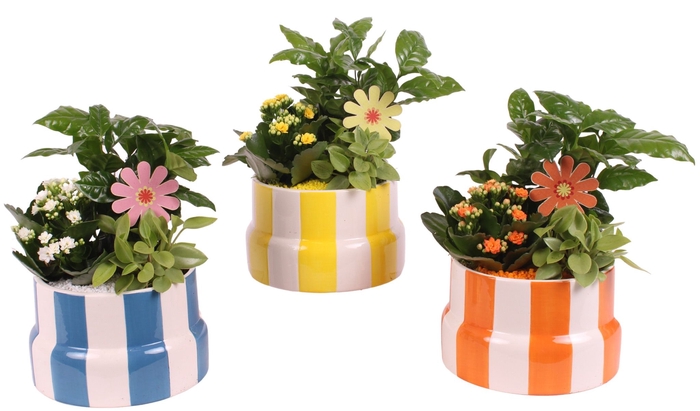 <h4>Opm Summer Arr. Indoor Ceramic Pot Exotic Vibes</h4>