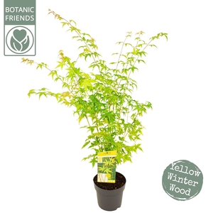 Acer palm. 'Bi hoo'