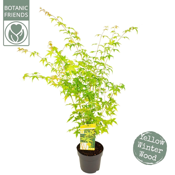 <h4>Acer palm. 'Bi hoo'</h4>