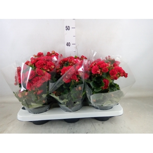 Begonia elat. DU 'Grace'