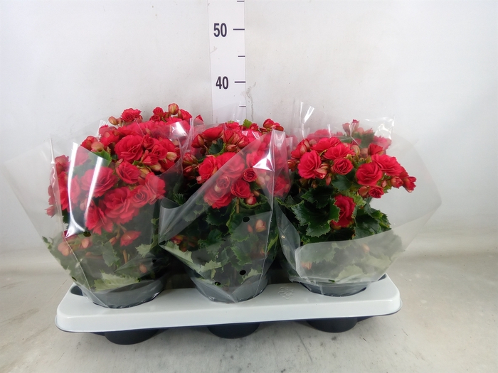 <h4>Begonia elat. DU 'Grace'</h4>