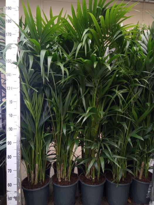 <h4>Howea forsteriana</h4>