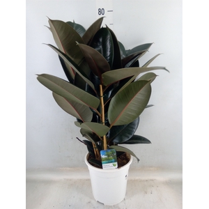 Ficus   ...
