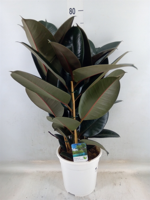 <h4>Ficus   ...</h4>