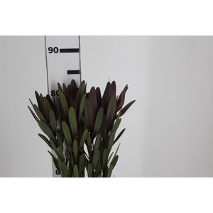 PROTEA SAFARI 080 CM VINHO