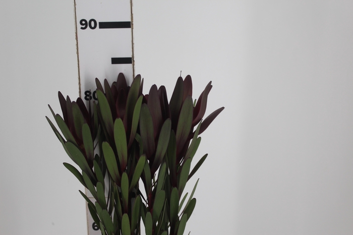 PROTEA SAFARI 080 CM VINHO