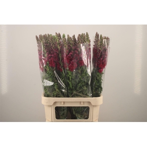 Antirrhinum It. Magenta Purple