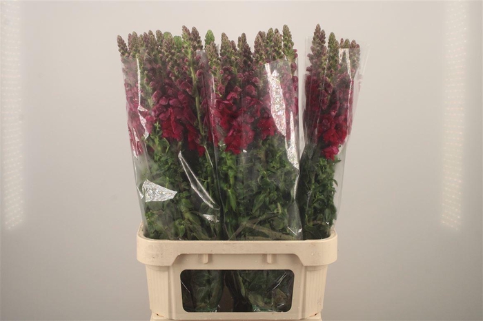 <h4>Antirrhinum It. Magenta Purple</h4>