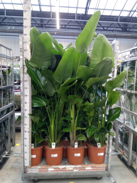 <h4>Strelitzia nicolai</h4>