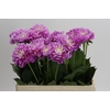 Dahlia Other