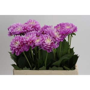 Dahlia Other