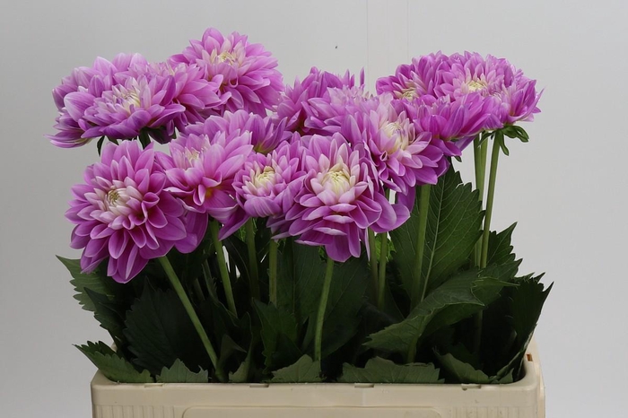 Dahlia Other